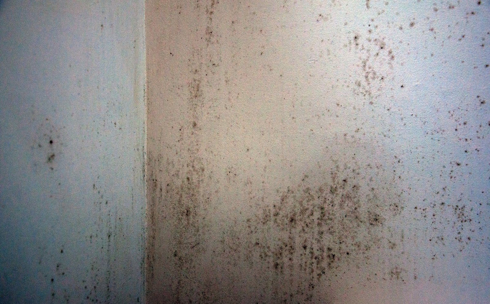 Schwarze Schimmelflecken auf einer hellen Tapete